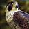 Peregrine Falcon Art