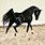Persian Arabian Horse