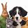 Pet Animals White Background