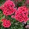 Phlox Flame Coral