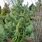 Picea Abies Frohburg
