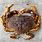 Picture of Dungeness Crab