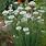 Picture of Garlic Chives