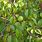 Picture of Manchineel Tree