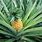 Picture of Pineapple Tree
