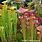 Picture of Pitcher Plant