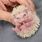 Picture of a Baby Hedgehog
