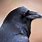 Picture of a Raven Bird