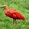 Picture of a Scarlet Ibis