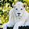 Picture of a White Lion