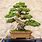 Pictures of Bonsai Trees