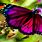 Pictures of Colorful Butterflies