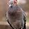 Pigeon Ears