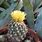 Pineapple Cactus