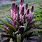 Pineapple Lily Plant