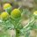 Pineapple Weed Seeds