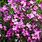 Pink Aubrieta Flowers