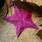 Pink Bat Star