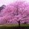 Pink Blossom Tree