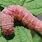 Pink Caterpillar Identification