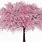 Pink Cherry Blossom Tree PNG