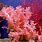 Pink Coral Reef