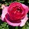 Pink Eden Rose