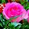 Pink Flower Images. Free