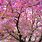 Pink Flowers On Tree