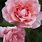 Pink Hybrid Tea Rose