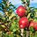Pink Lady Apple Tree Orchard