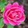 Pink Peace Hybrid Tea Rose