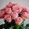 Pink Rose Varieties