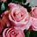 Pink Roses Types