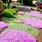 Pink Thyme Ground Cover