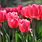 Pink Tulips Desktop