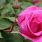 Pink and Green Rose Wallpaper