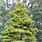 Pinus Sylvestris Aurea