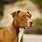 Pit Bull Pictures Brown