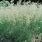 Pixie Fountain Grass