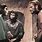 Planet of the Apes with Charlton Heston