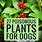 Plants Toxic to Dogs