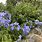 Plumbago Perennial