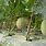 Pohon Melon