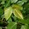Poison Ivy Leaf Shape