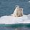 Polar Bear Iceberg