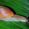 Polynesian Tree Snail
