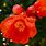 Pomegranate Tree Flowers