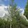 Populus Tremula Aspen