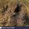 Porcupine Nest